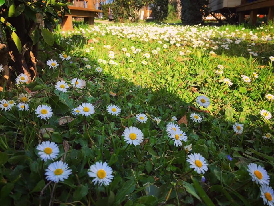 Camping Village Tuscia Tirrenica Tarquinia Εξωτερικό φωτογραφία